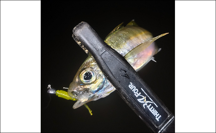 堤防アジング釣行で25cm頭にアジ連打【三重】場所によりレンジがはっきり分かれる