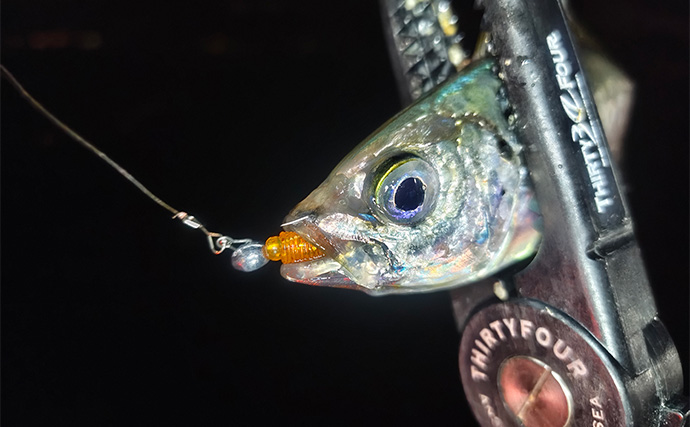 今シーズン絶不調の伊勢湾奥アジングに挑戦【アールホリック号】満月は釣れない？