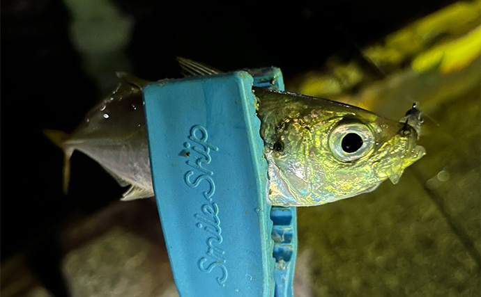 「彼女の釣り才能が開花？」波止アジング釣行でアジが連発【泉佐野】