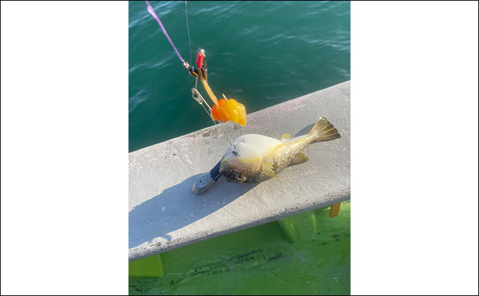 初めてのカットウ釣りでフグ22匹をキャッチ【愛知・おざき丸】1発でハマる面白さ！