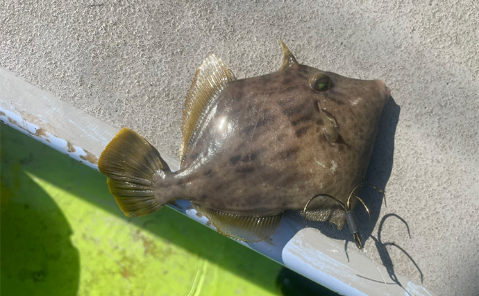 初めてのカットウ釣りでフグ22匹をキャッチ【愛知・おざき丸】1発でハマる面白さ！