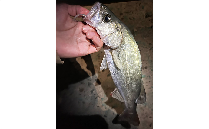 泉大津の波止ライトゲームでアジにカサゴが連発【大阪】想定外のヒラセイゴも登場