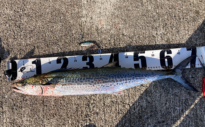 岸和田一文字でのショアジギで71cmサワラ浮上　サゴシにハマチも好反応