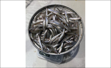 「シーズン序盤から絶好調！」入鹿池でのワカサギ釣りで528匹と豊漁【愛…