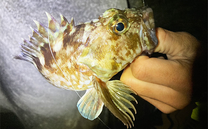 消波ブロック帯でライトルアー釣行で26cm良型カサゴをキャッチ！【三重】