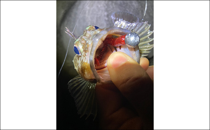 消波ブロック帯でライトルアー釣行で26cm良型カサゴをキャッチ！【三重】