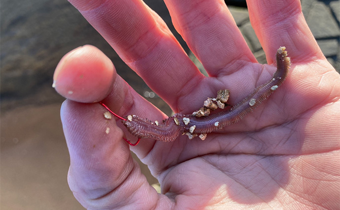 「冬は釣れればデカい！」シーズン終盤のハゼ釣りで20cm頭に落ちハゼ5匹をキャッチ