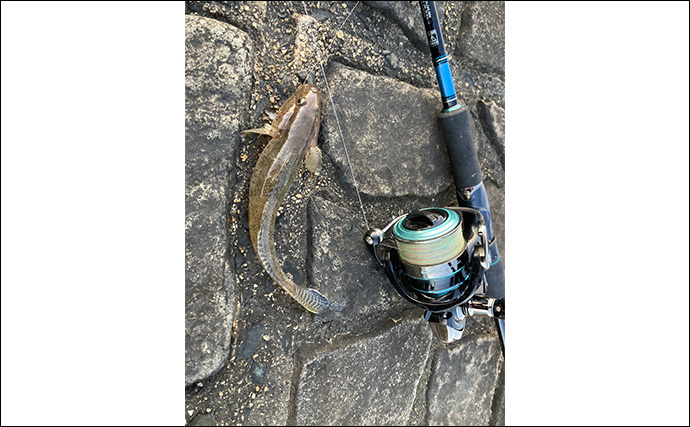 「冬は釣れればデカい！」シーズン終盤のハゼ釣りで20cm頭に落ちハゼ5匹をキャッチ