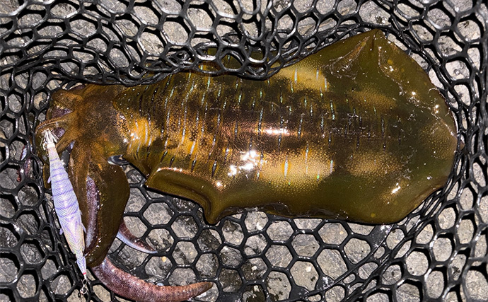 伊豆東海岸エギングで良型アオリイカ4杯をキャッチ【静岡】夕マヅメの時合いを攻略