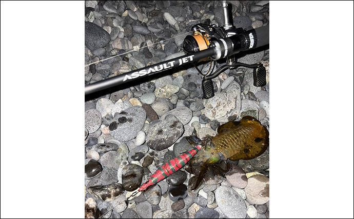 伊豆東海岸エギングで良型アオリイカ4杯をキャッチ【静岡】夕マヅメの時合いを攻略