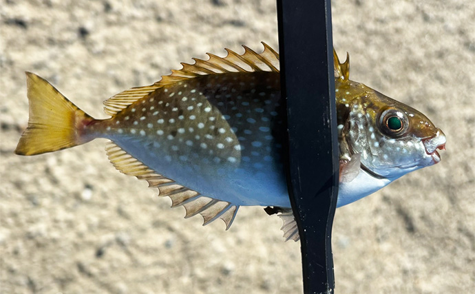 「堤防にいるほぼすべての魚がターゲット」は本当か？　話題のルアー『魚子チク』を使ってみた