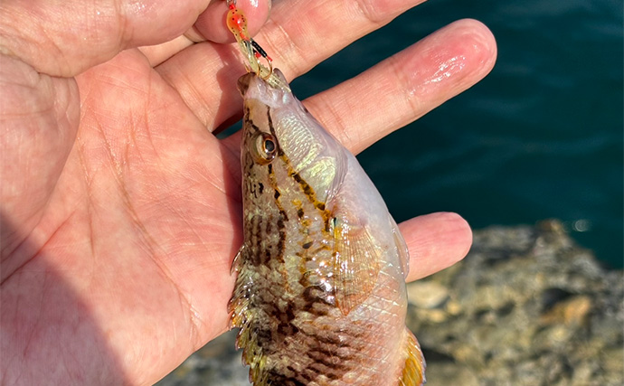 「堤防にいるほぼすべての魚がターゲット」は本当か？　話題のルアー『魚子チク』を使ってみた