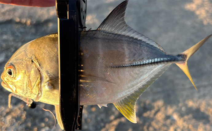 「堤防にいるほぼすべての魚がターゲット」は本当か？　話題のルアー『魚子チク』を使ってみた