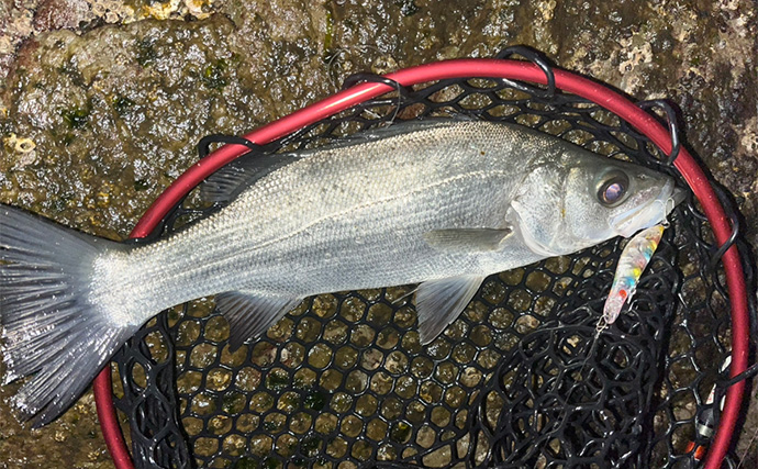夜の磯でのライトルアー釣行でクロダイにシーバスが連発！【北九州】プラグに好反応