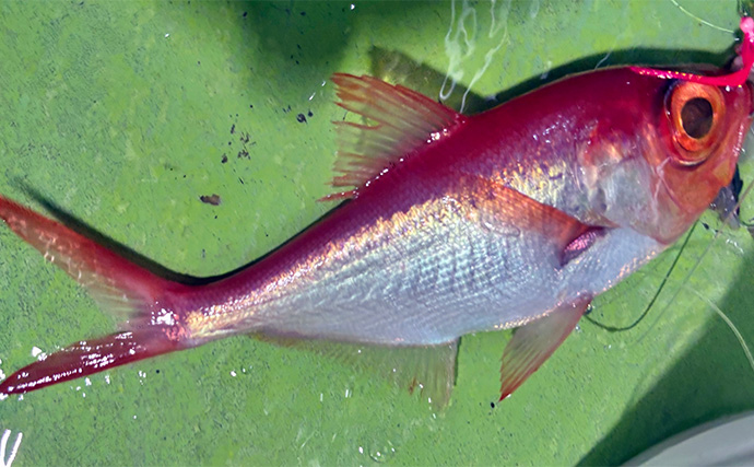 「フラッシャーサビキで赤いダイヤを狙う！」半夜キンメダイ釣りで2ケタ釣果達成【恵津丸】