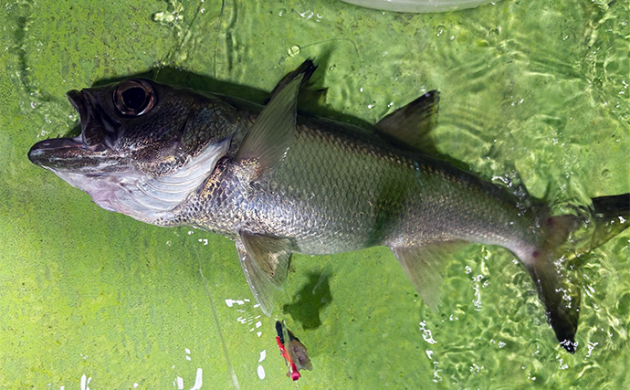 「フラッシャーサビキで赤いダイヤを狙う！」半夜キンメダイ釣りで2ケタ釣果達成【恵津丸】