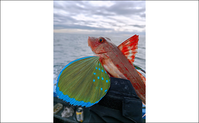 「相模湾のホウボウ釣りがシーズンイン！」天秤仕掛けのエサ釣りで竿頭ゲット【庄三郎丸】