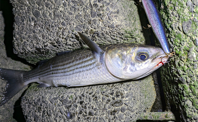 本命シーバスと勘違いしがちなゲストたち　ウナギにサメもルアーにヒットする？