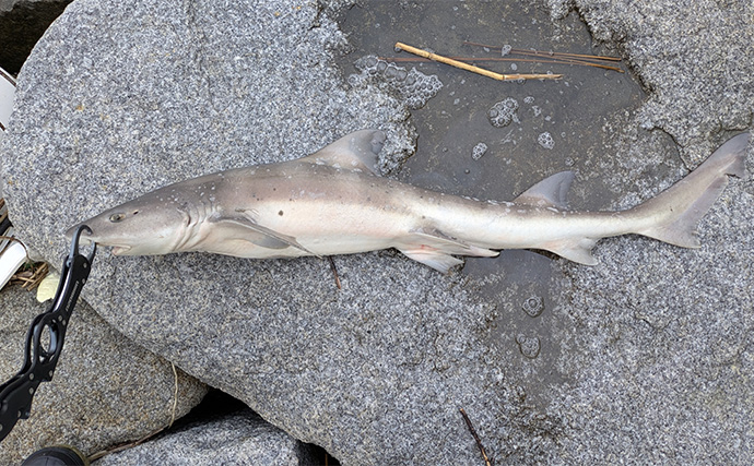 本命シーバスと勘違いしがちなゲストたち　ウナギにサメもルアーにヒットする？