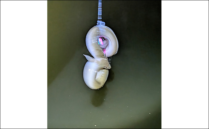 本命シーバスと勘違いしがちなゲストたち　ウナギにサメもルアーにヒットする？