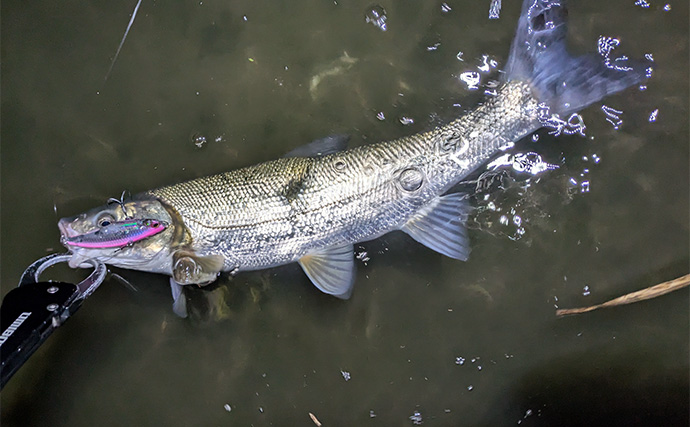 本命シーバスと勘違いしがちなゲストたち　ウナギにサメもルアーにヒットする？