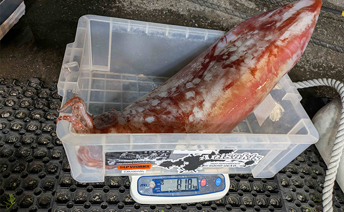 敦賀湾のタルイカ釣りで怪物級登場！　8kg超の巨体をキャッチ【福井】
