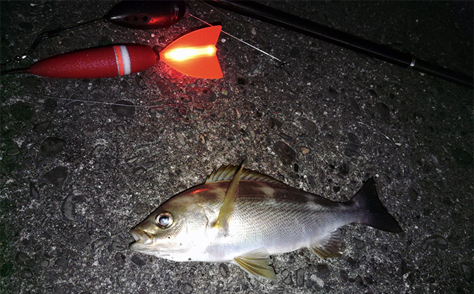 「遠投カゴ釣りデビューしてみた！」2回目の堤防釣行で37cmイサキをキャッチ【和歌山】