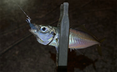 アジとメバルの「プランクトンパターン」を理解しよう　発生の条件とは？