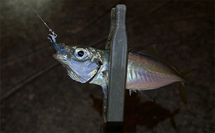 アジとメバルの「プランクトンパターン」を理解しよう　発生の条件とは？