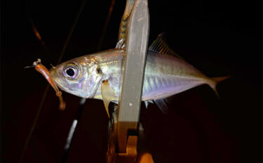 大阪南港フェリーターミナルでのアジングで12cm級「豆アジ」が入れ食い…