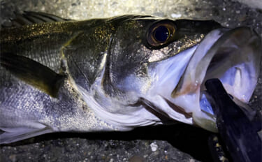 陸っぱりメバリングで60cm級シーバスがヒット【大阪・泉大津】メバルに…