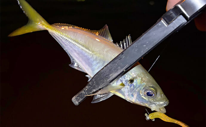 大阪南港アジングゲームで「2時間でアジ25尾」と好調！ サイズは小型に終始