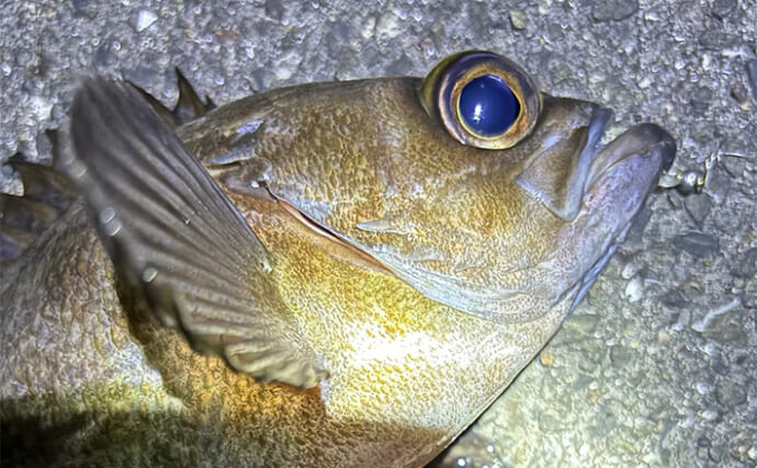 アジングからメバリングへの切り替え時期はいつ？　海水温から考えてみる