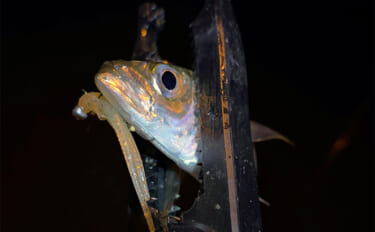 垂水漁港でのアジング釣行でアジのツ抜け達成【兵庫】時合いはわずか10分…