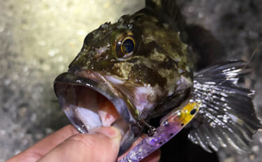 泉南エリアのメバリングで本命不発もセイゴにチヌ【大阪】 見えアジはジグ…