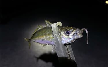 「型狙いでも数狙いでもなし」 冬の釣りの醍醐味は1尾を目指すことにあり？