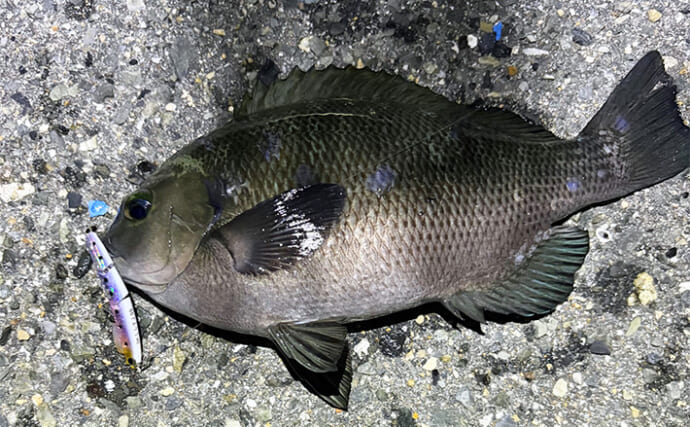 波止メバリングで想定外のメジナ登場【大阪】フローティングのプラグにヒット