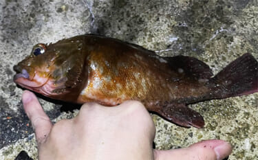 「冬はカサゴが大きくなるぞ！」デイ＆ナイトゲームそれぞれの大型狙い方を…