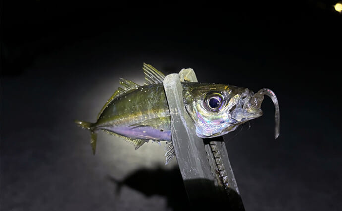 「型狙いでも数狙いでもなし」 冬の釣りの醍醐味は1尾を目指すことにあり？