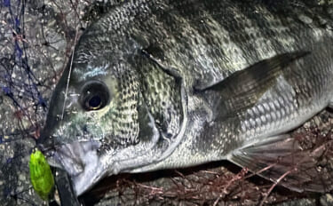 大阪南港のメバリングで35cmチヌ顔見せ　謎のラインブレイクの正体はタ…