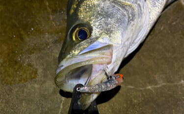 泉大津でのメバリング釣行で55cm頭にシーバス連発【大阪】 メバルは顔…