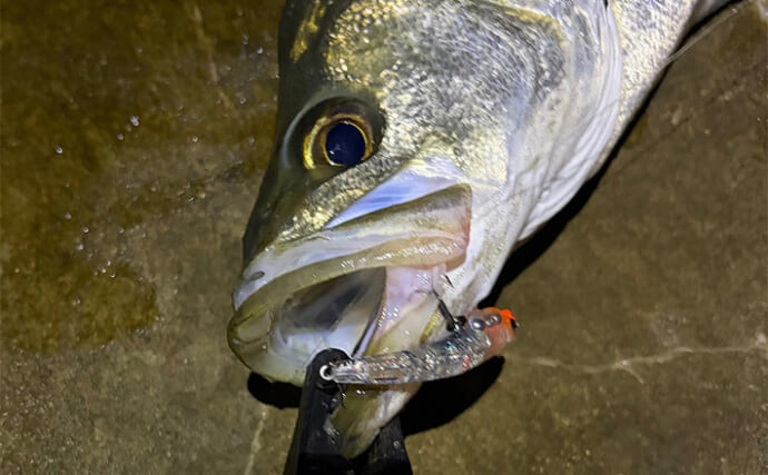 泉大津でのメバリング釣行で55cm頭にシーバス連発【大阪】 メバルは顔見ず