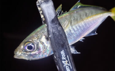 堤防アジング釣行で25cm頭にアジ連打【三重】場所によりレンジがはっき…