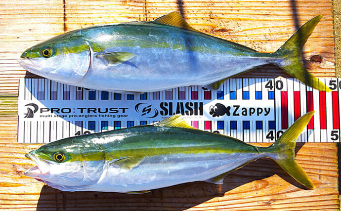 明石沖ボートジギング釣行で50cm級ハマチ2匹　強いベイト反応出ればチャンス！