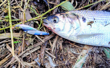 シーバスゲームでコノシロが入れ食い【千葉】63cmシーバスはゲスト扱い…