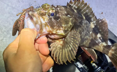 シーズン序盤のボートロックゲームで25cm良型カサゴ【三重】消波ブロッ…