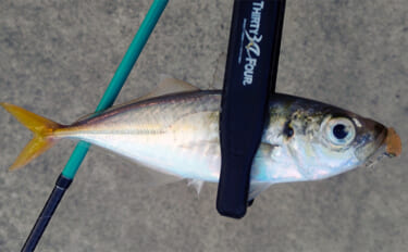 ルアーのカラー選び迷ってない？　昼は「光の三原色」で夜は「色の三原色」…