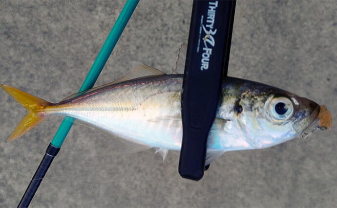 ルアーのカラー選び迷ってない？　昼は「光の三原色」で夜は「色の三原色」を意識しよう