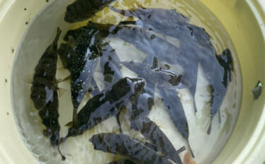 初めてのカットウ釣りでフグ22匹をキャッチ【愛知・おざき丸】1発でハマ…