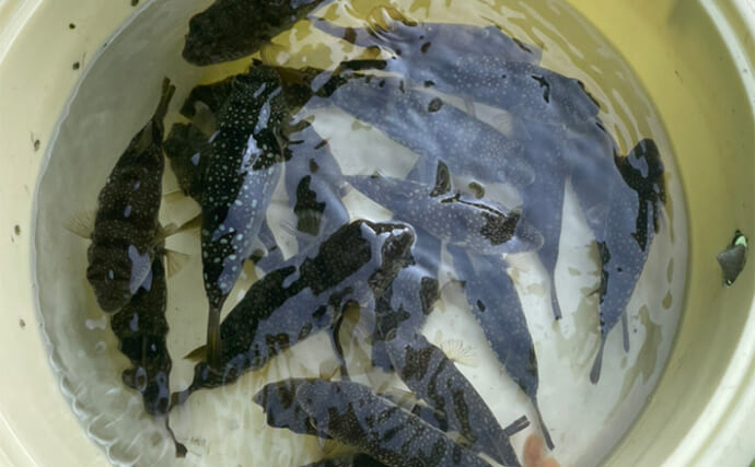 初めてのカットウ釣りでフグ22匹をキャッチ【愛知・おざき丸】1発でハマる面白さ！